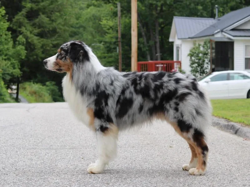 Knauer Australian Shepherds