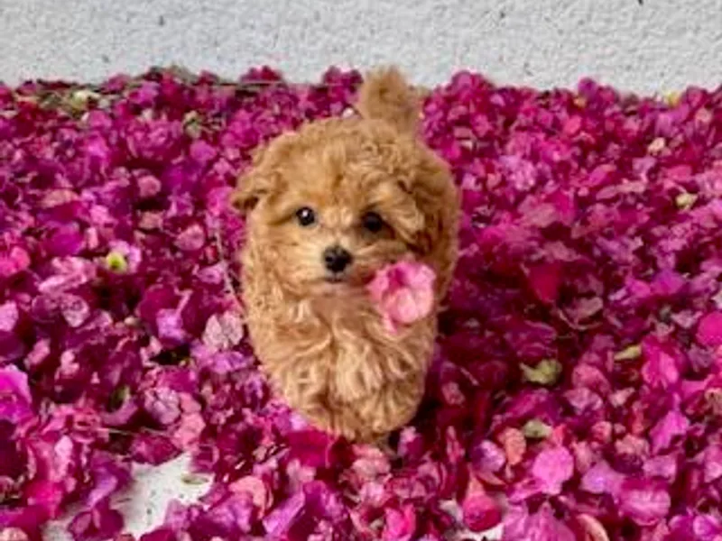 Knight Pups photo 1