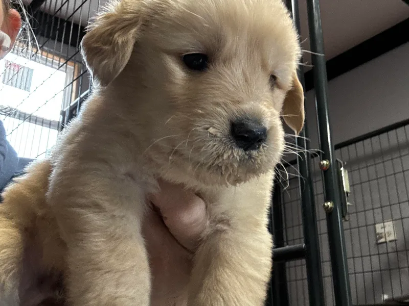 Knight's Golden Acres