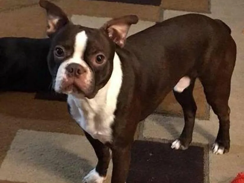 Knights Boston Babies