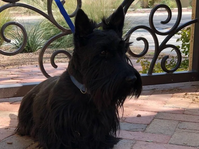 Knights Scottish Terriers