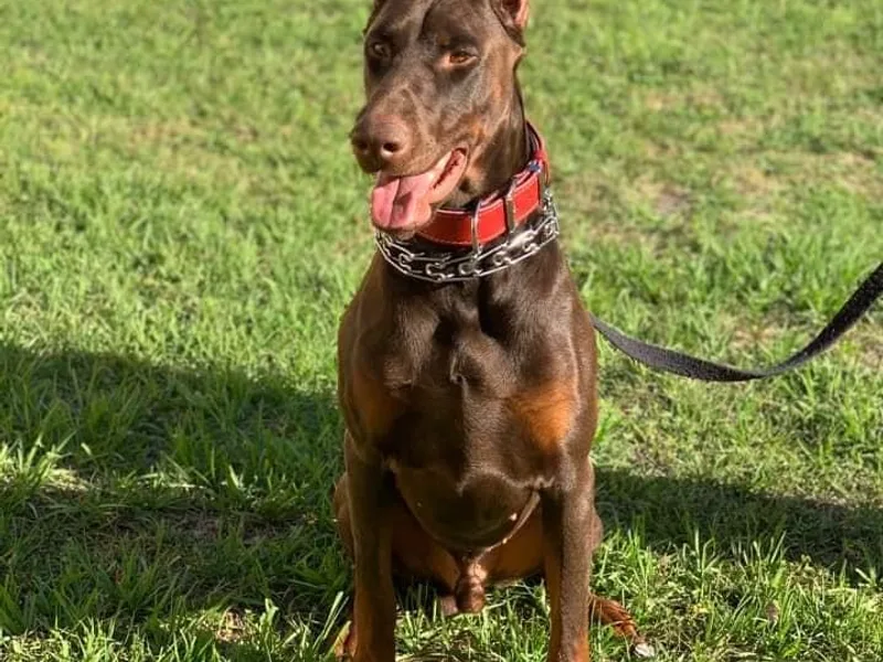 Knights Squire Dobermans