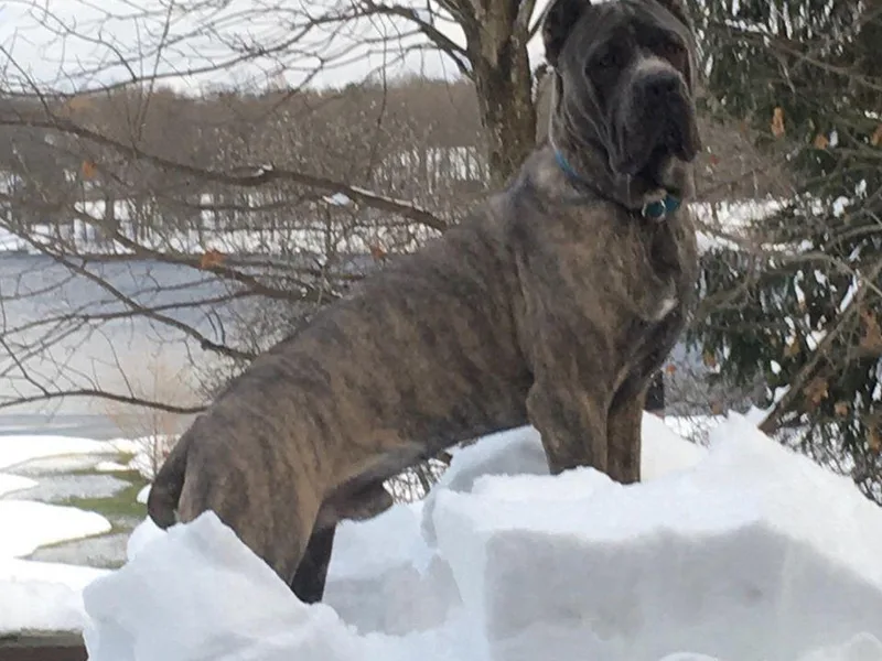 Knights Watch Cane Corso