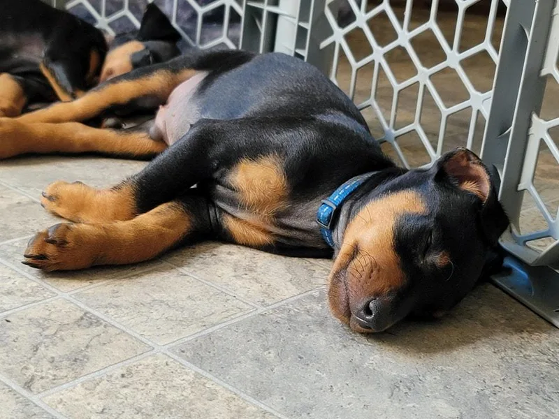 Knisely's Min Pins-AKC