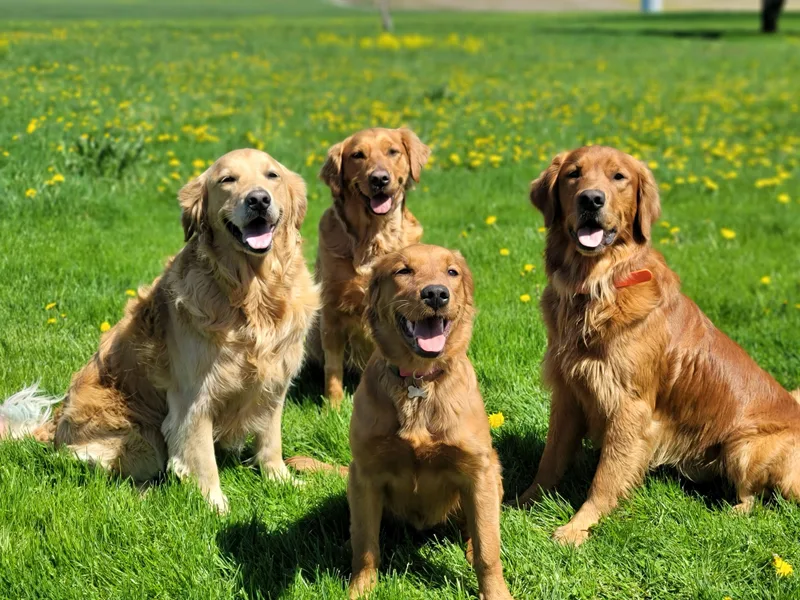 KNK Red Golden Retrievers