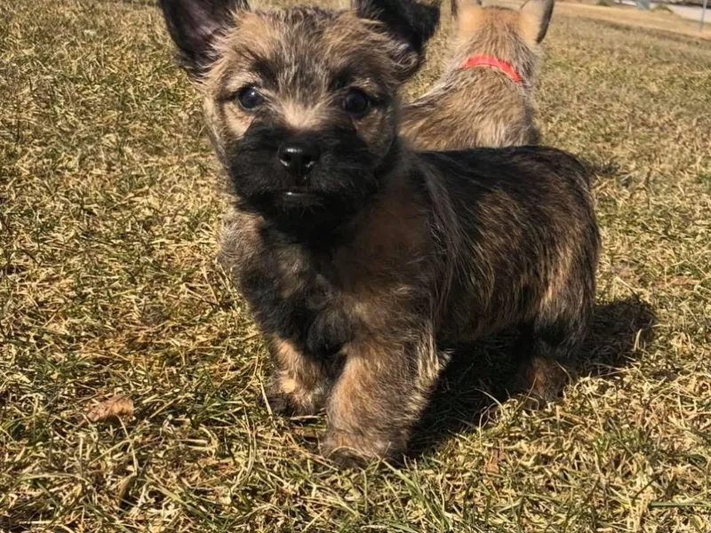 KNKR FURBABIES Cairn Terriers photo 1