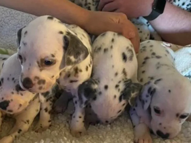 Knotts Dalmatians/Australian Shepherds