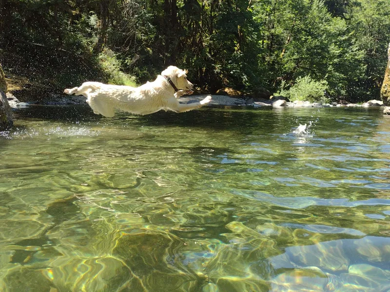 Knotty Creek Labradors