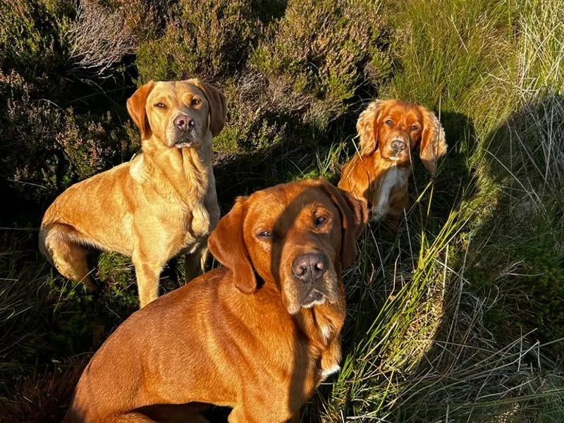 Knowfaulds Working Dogs photo 1