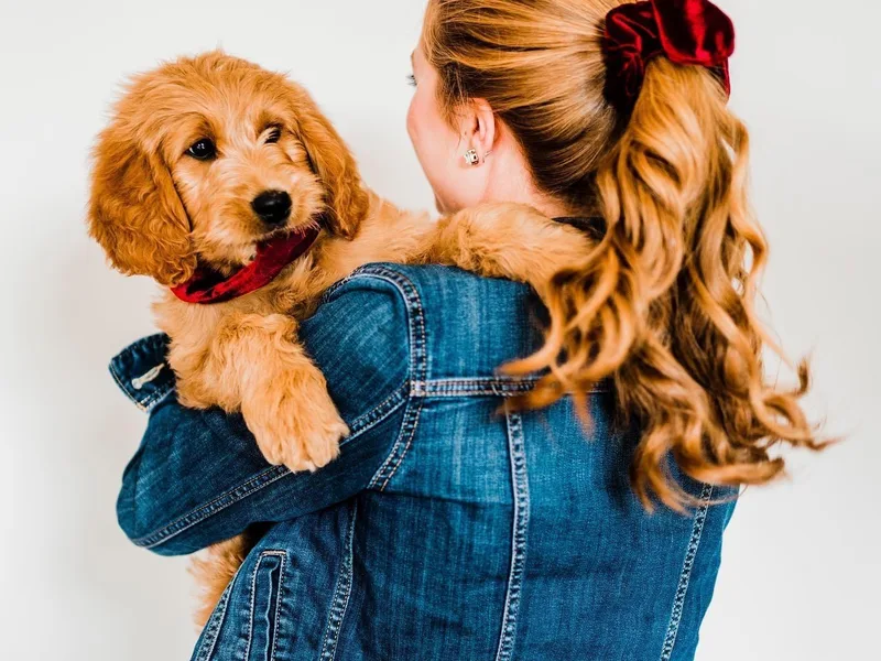 Knox Family Goldens &amp; Doodles, LLC