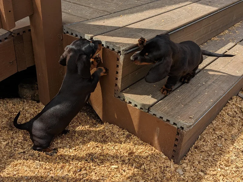 Knox Ridge Dachshunds