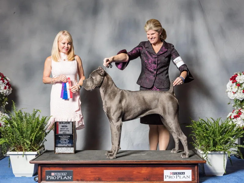 Knucklehead Cane Corso