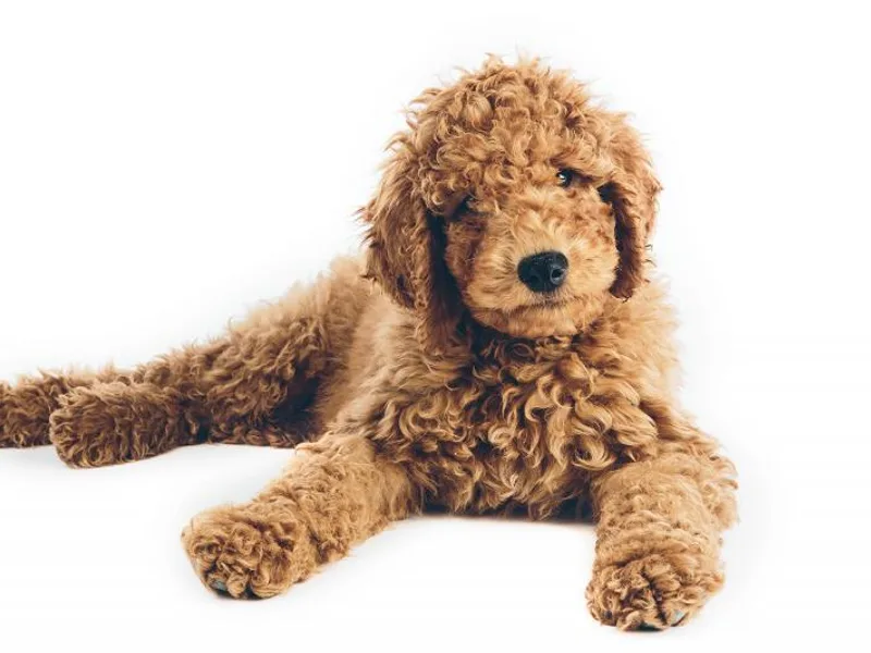 KnuDawn Goldendoodles and Cavapoos