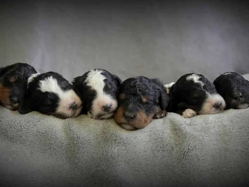 Knudsen Pups