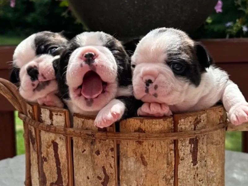 Koch's Boston Terriers