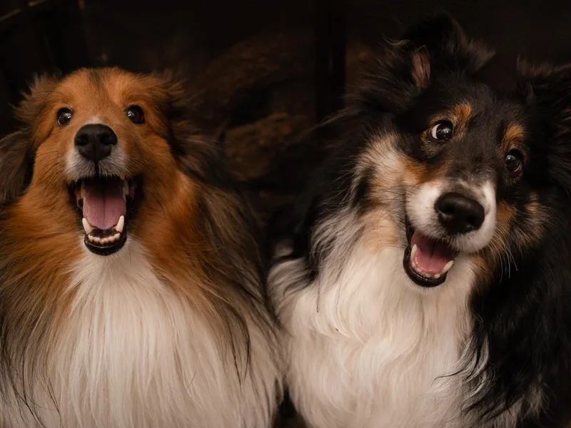 Kochar Shelties photo 1