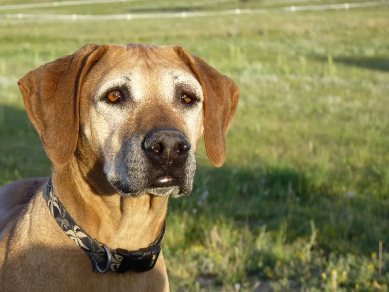 Koda Rhodesian Ridgebacks photo 1