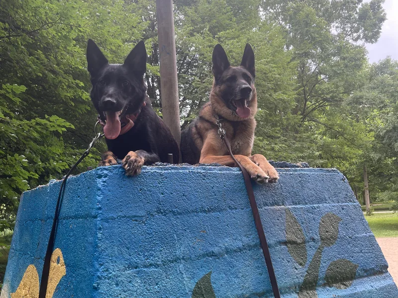 Koda’s Dog Training German Shepherds