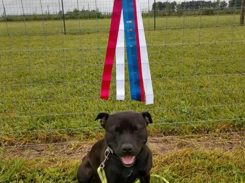 Koddiak Kennels photo 1