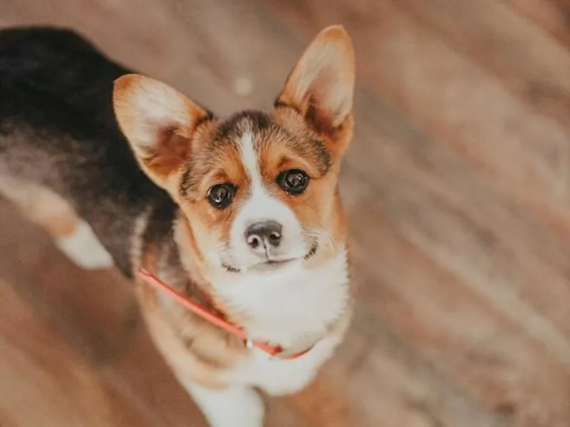 Kohlman’s Corgis photo 1