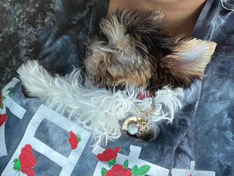 Koia's Biro Yorkie Stud