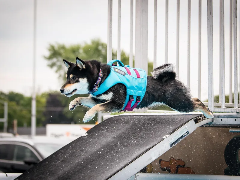 Kokuryuu Shibas