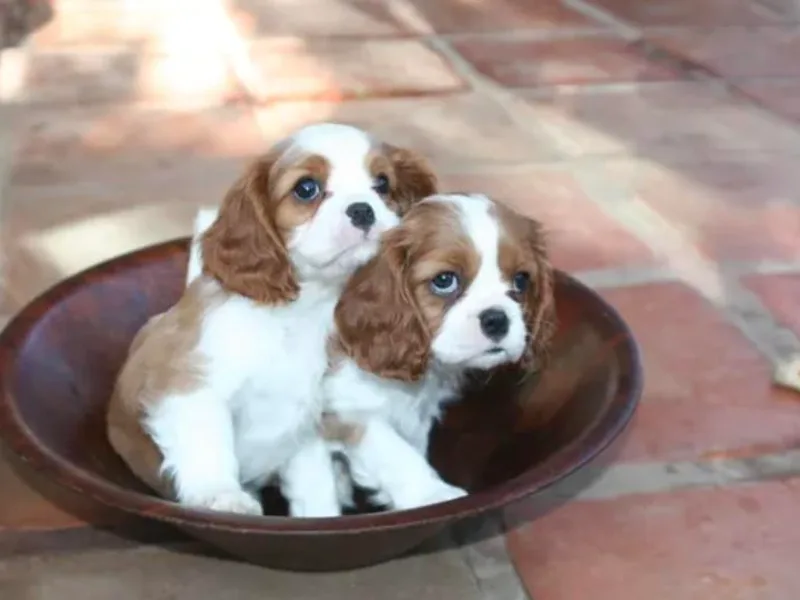 Kolaci Cavaliers photo 1