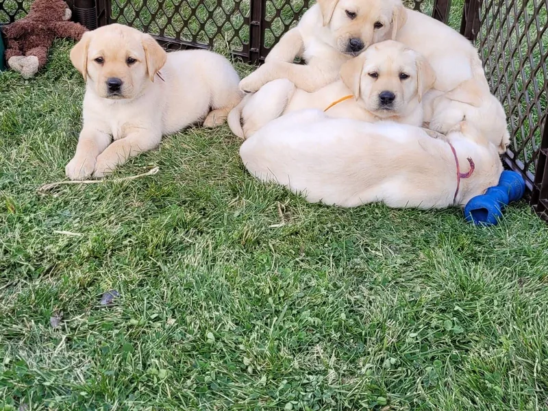 Kolfyre Labradors