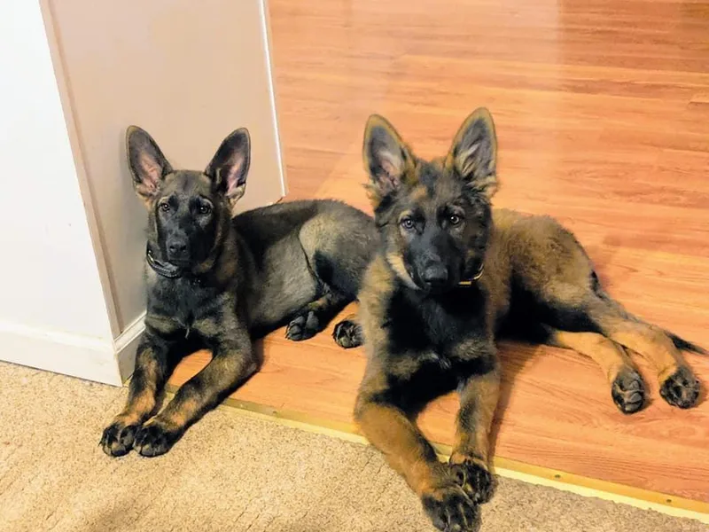 Kolling Pharm German Shepherds