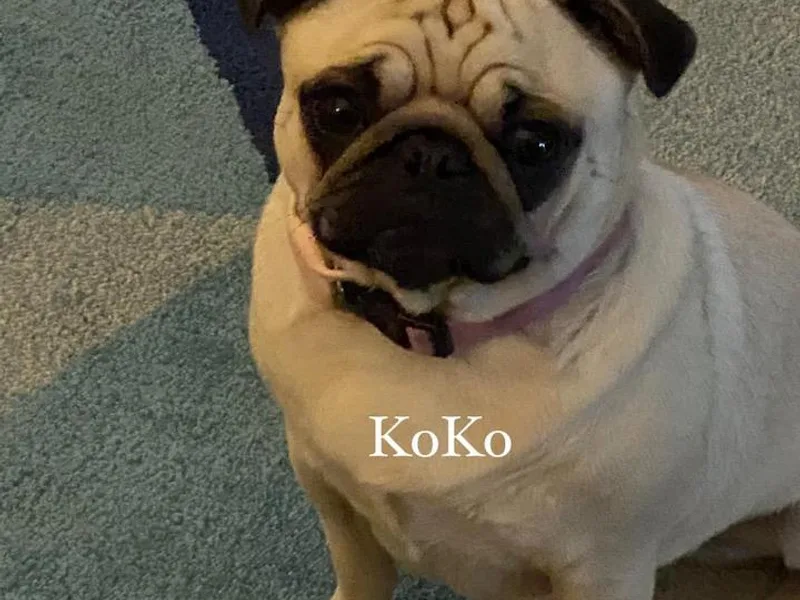 KoMugPugs