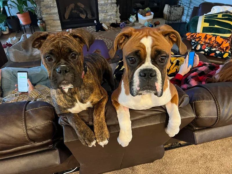 Kona’s Boxer Babies