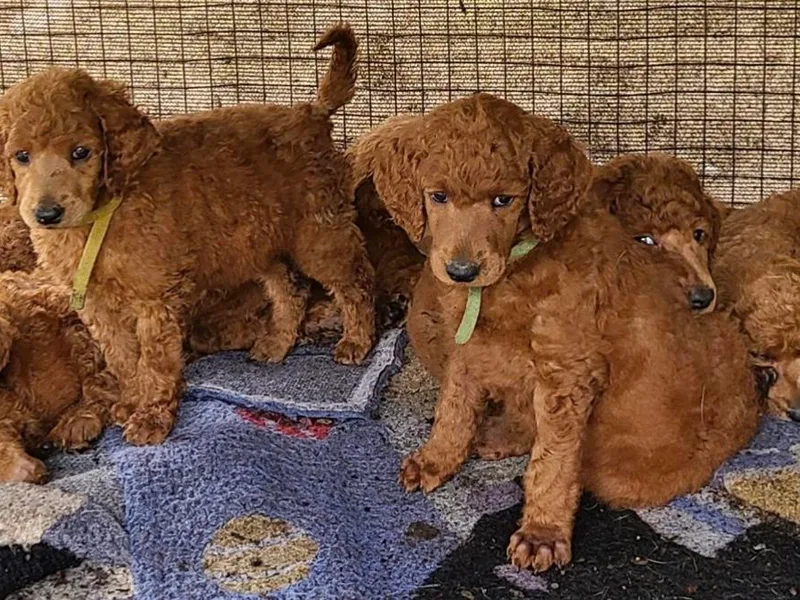 Kona Standard Poodles