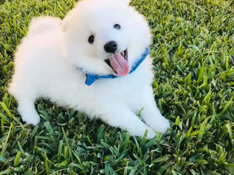 Konalae Japanese Spitz Jr.