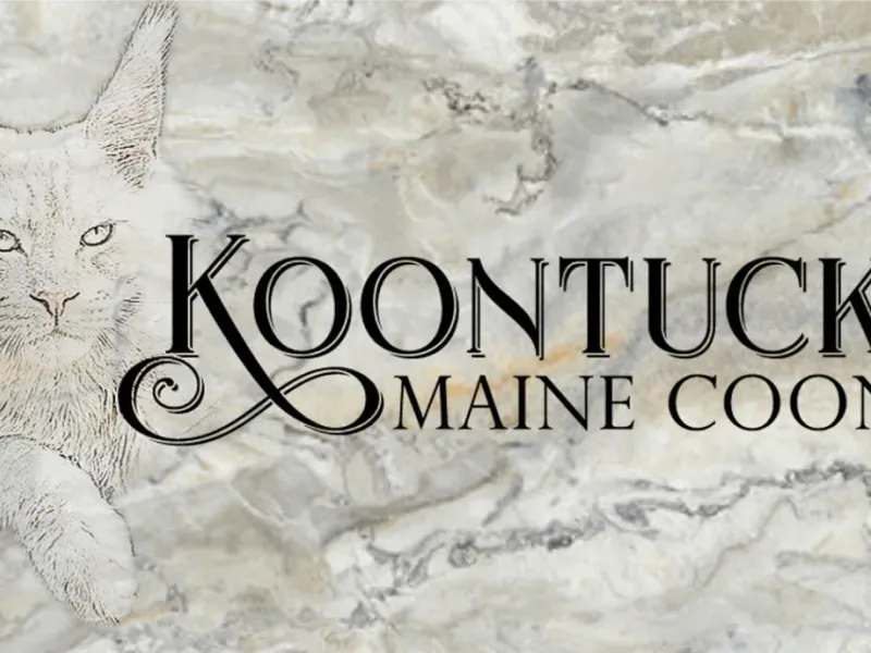 Koontucky Maine Coons