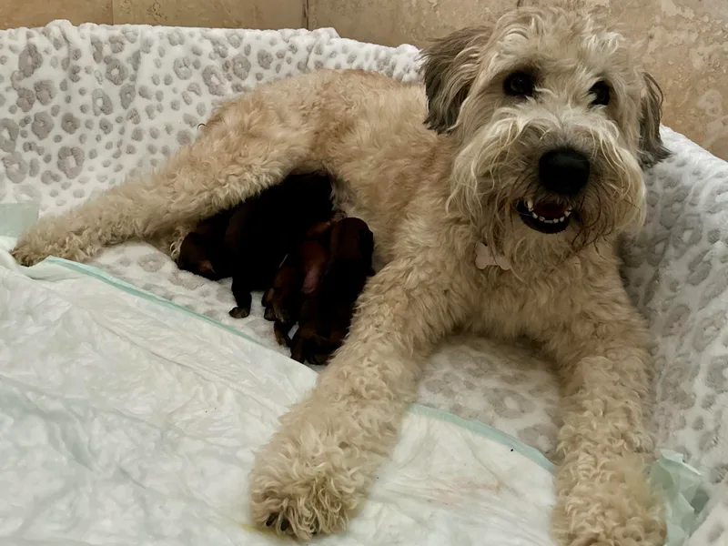 Koontz Family Wheatens