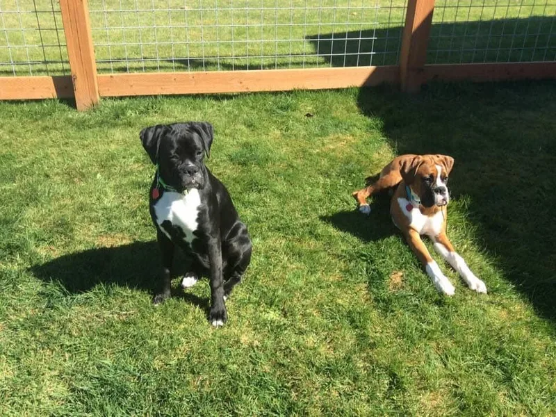 Kopp’s Poorfarm Boxers