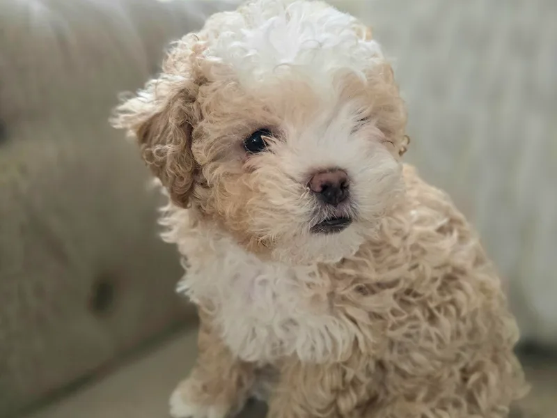 Kopydlowski's Shihpoo and Shichon pups