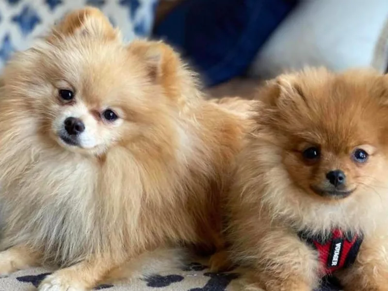 Kortes Pomeranians