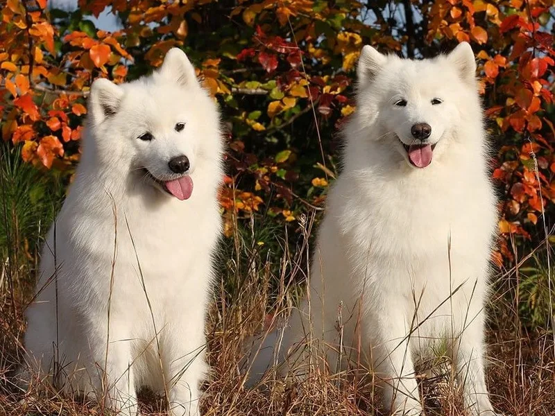Koukla Samoyeds