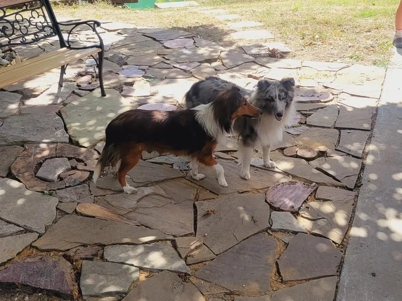 Kountry Home Shelties