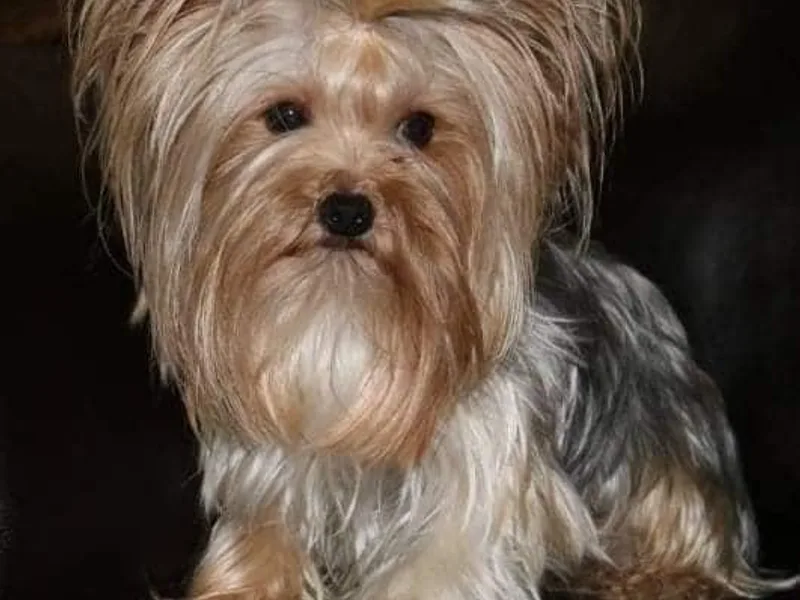 Kountry Yorkies