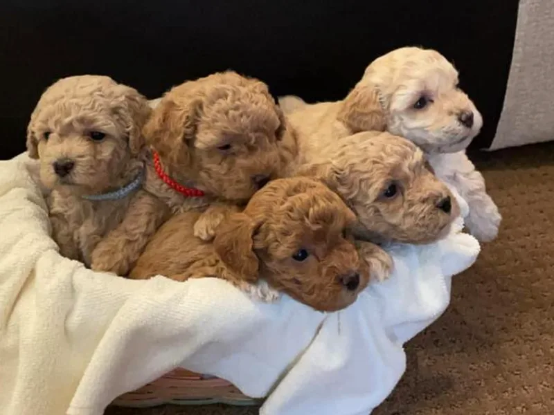 Kovalenko Poodles