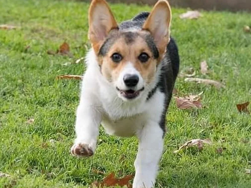 Kovar corgis photo 1