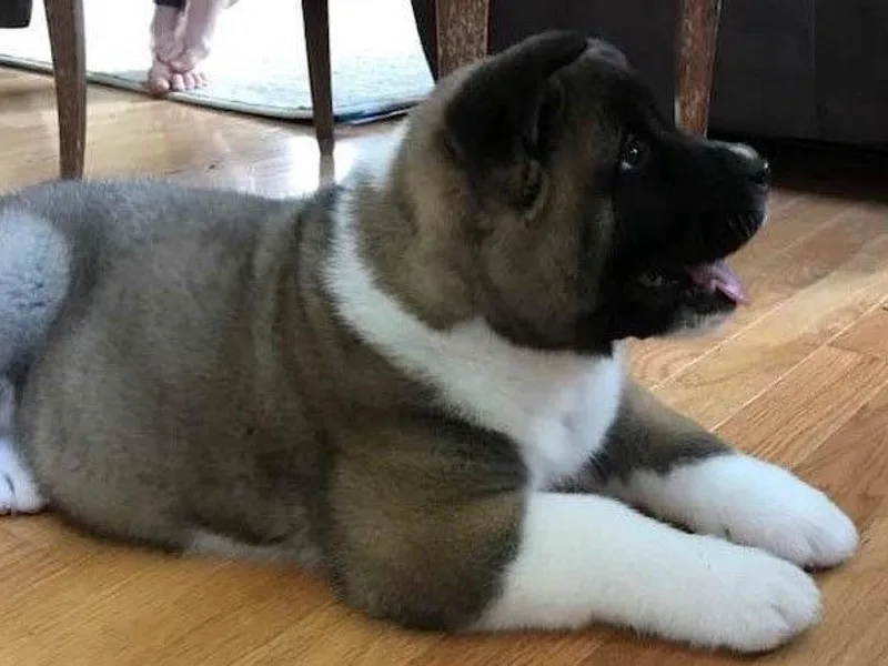 Koyo Akitas
