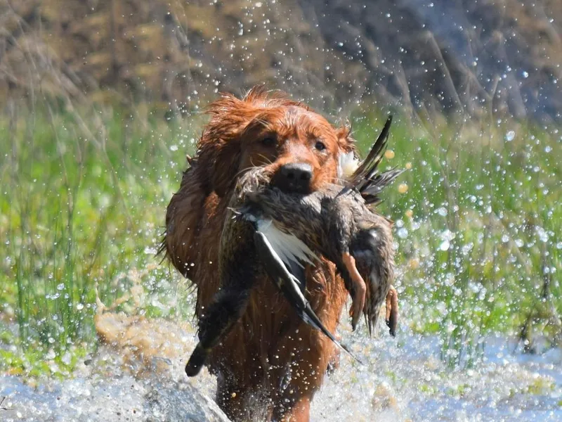 KP Golden Retrievers