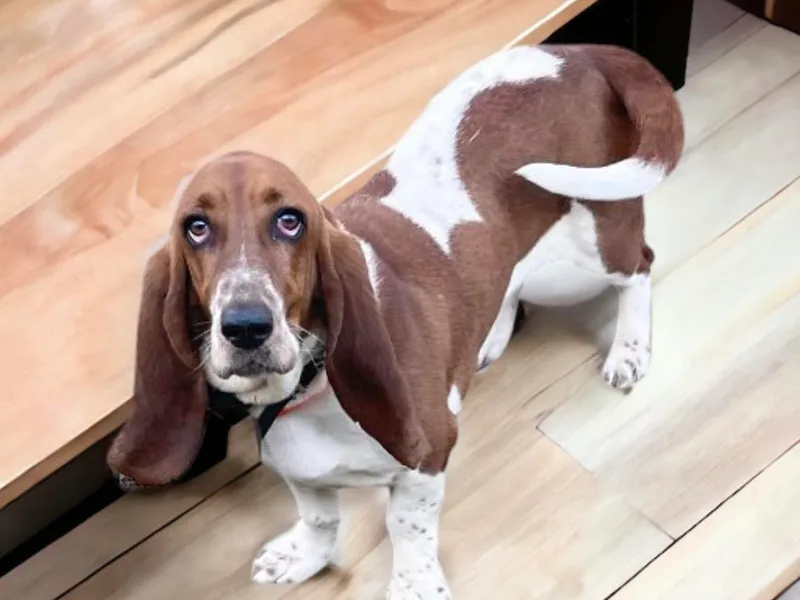 KP Pugs &amp; Boston Terriers