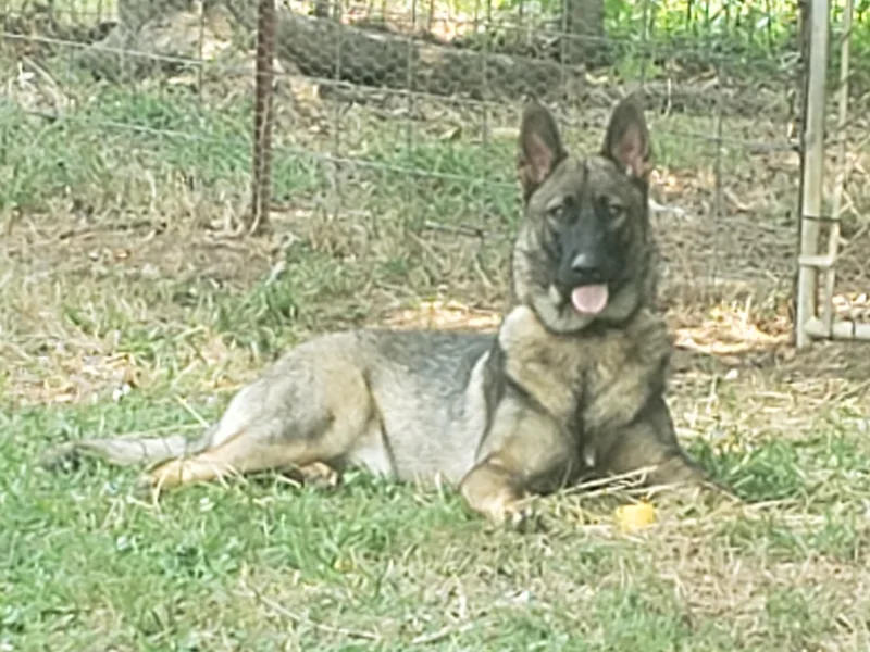 Krafthaus German Shepherds photo 1