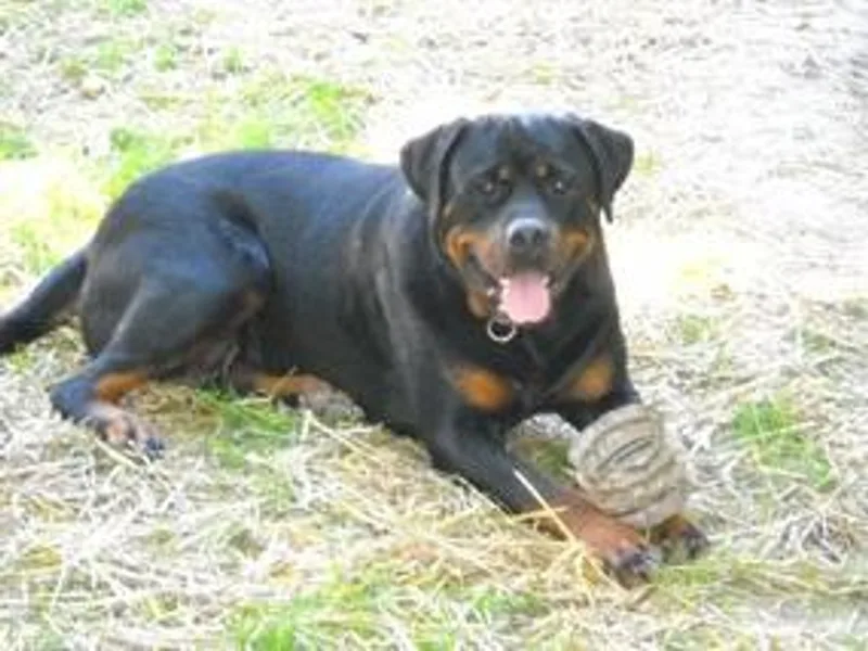 Krafthaus Rottweilers &amp; Australian Shepherds