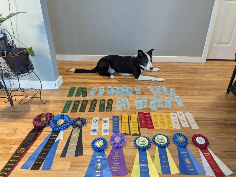 Kraken Border Collies