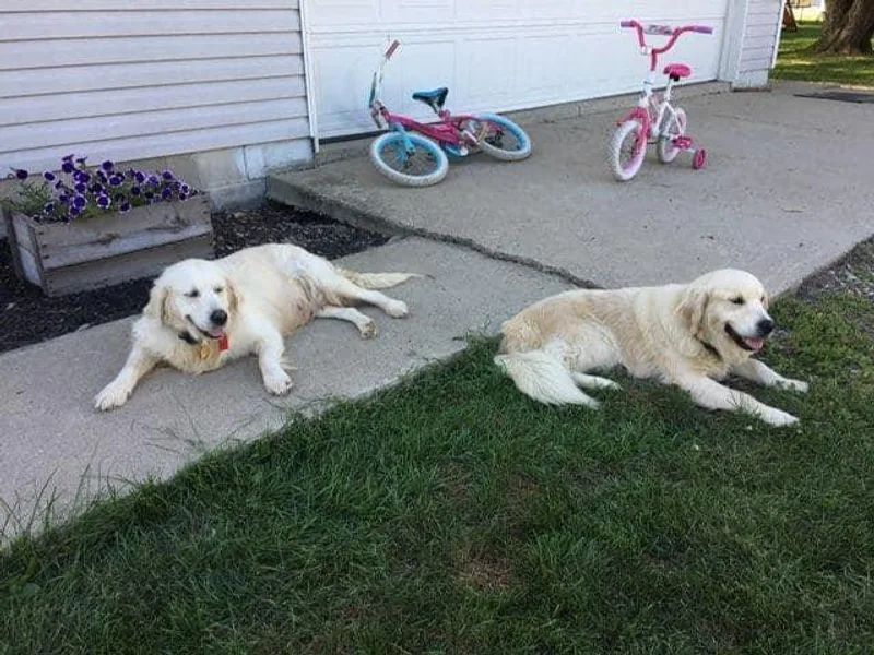 Kramer Family Goldens